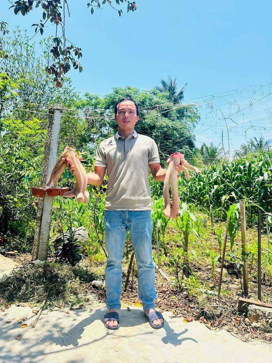 Tác dụng chữa bệnh của nhung hươu tươi 1