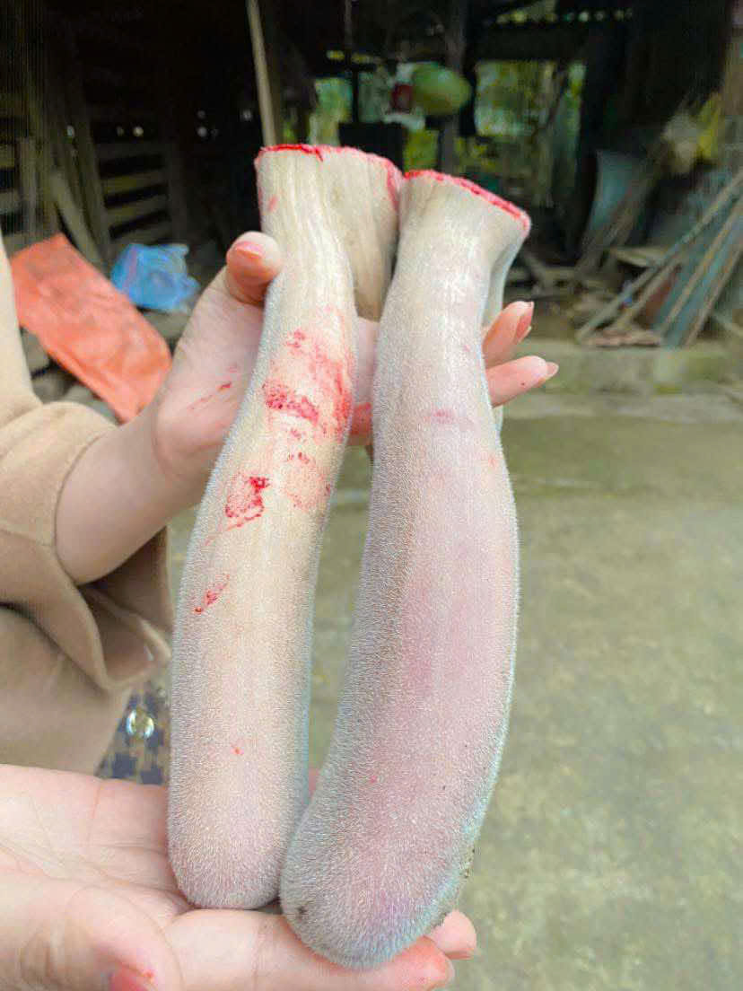 LÝ DO BẠN NÊN CHỌN NHUNG HƯƠU NAM VIỆT