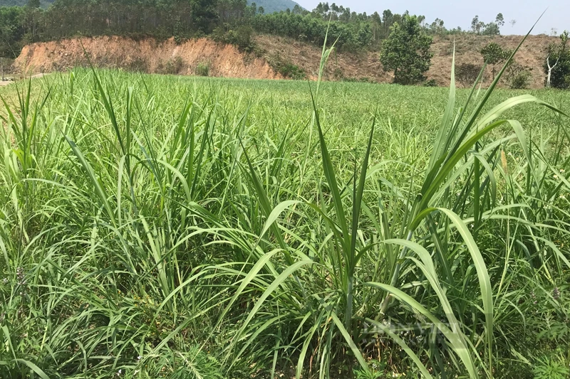 cỏ nuôi hươu